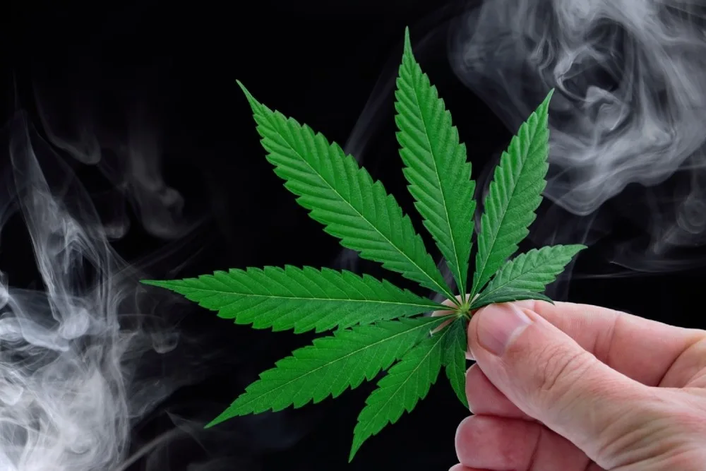 Cannabis brand design team