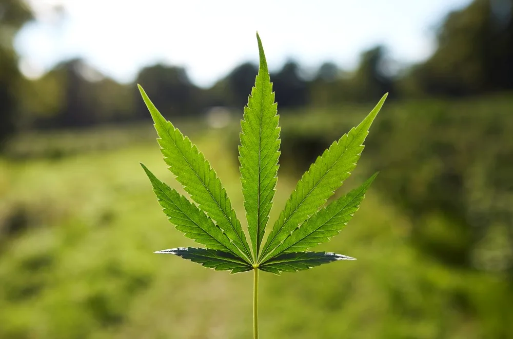 Cannabis dispensary retail experience
